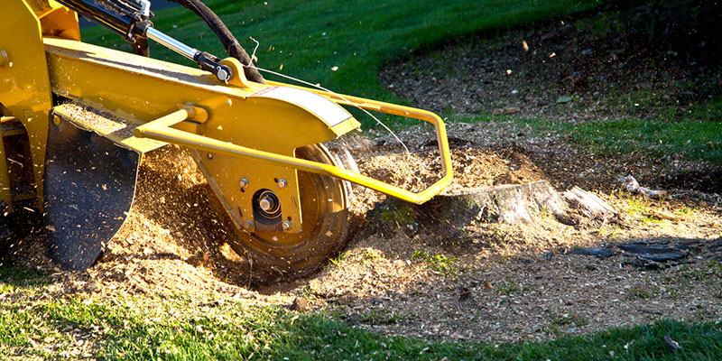 Stump Grinding in San Jacinto County, Texas