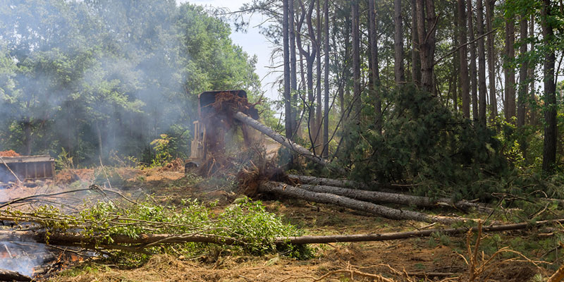 What to Expect from the Property Clearing Process