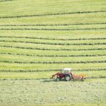 Brush Mowing