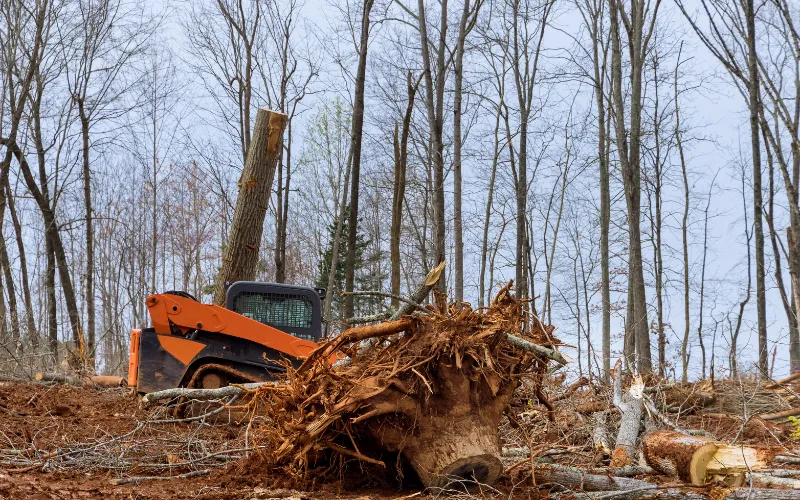 Raw land is not ready for business use until vegetation and obstacles are addressed.