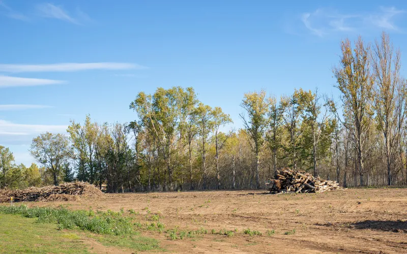 Removing dense brush, tangled briars, and low-hanging branches opens up sightlines and highlights the natural beauty of the land